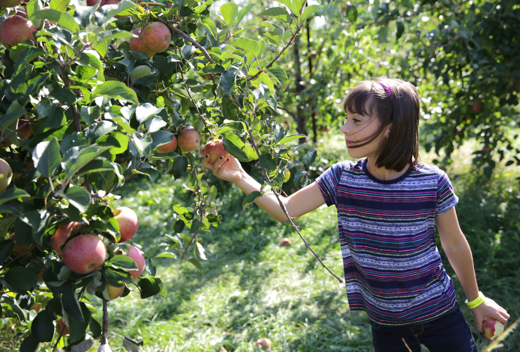Have a bushel of fall fun: Local apple orchards offer U-pick